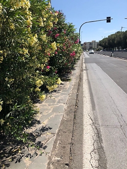 Catania: marciapiede invaso dagli Oleandri in via S. Sofia