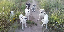 La presidente dell'ENPA risponde alla segnalazione sui cani randagi di Lentini