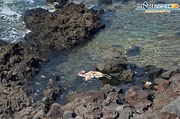 Linosa, i resti di un dromedario ritrovati tra gli scogli