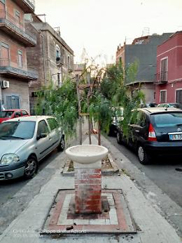 Adrano, piazza Genova: alberi tra spazzatura, escrementi e carenza d'acqua