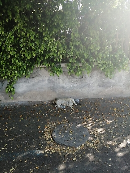 Catania lungomare: passeggiando tra la bellezza e il degrado