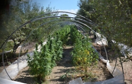 Sei tunnel-serra con 1.500 piante di marijuana: 3 arresti a Licata