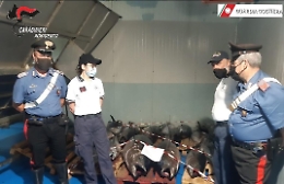 Sciacca, sequestrati 750 kg di tonno rosso per un valore commerciale di 7.500 euro