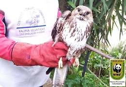 Caltanissetta, poiana ferita salvata dai residenti