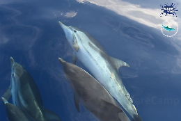 8 giugno: giornata mondiale degli oceani, il golfo di Catania è popolato di delfini da salvaguardare