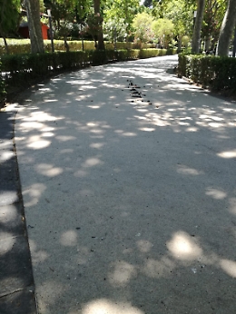 Catania: escrementi di cavallo nei viali della villa Bellini