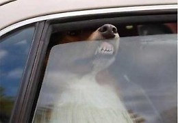 Licata, lascia il cane chiuso in auto per tre ore sotto il sole: denunciato