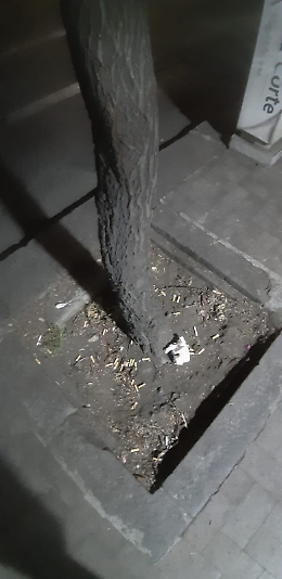 Catania: Cicche di sigaretta in un'aiuola