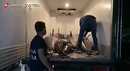 Catania, sequestrate 4 tonnellate di tonno rosso pescato illegalmente