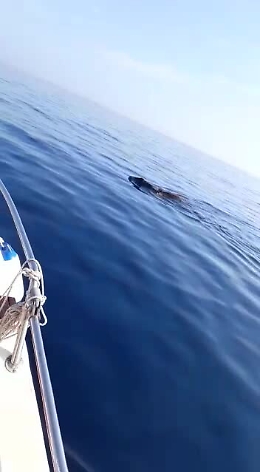 Marzamemi, due cinghiali 5 miglia al largo: da dove arrivano?