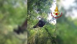 Col parapendio su un albero a 20 metri di altezza, salvato dai Vigili del Fuoco