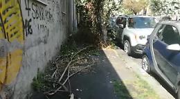 Catania: Via Salvatore Paola. Occorre urgente potatura