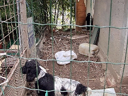 Lentini (Sr): salviamo i randagi! Risposta alla presidente dell’Enpa