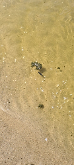 Catania: mare sempre sporco alla Playa