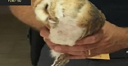 Barbagianni soccorso dalla Guardia di Finanza a Partinico