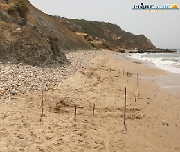 Primo tentativo di ovodeposizione di una tartaruga Caretta caretta