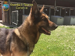 Va in "pensione" Zaro, il super cane anti droga della Guardia di Finanza