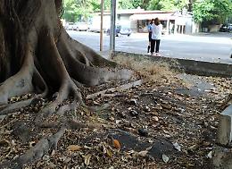 Catania, quartiere Borgo-Sanzio: Alberi monumentali ignorati e abbandonati all&rsquo;incuria