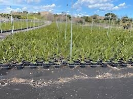 Cenere dell'Etna, Coldiretti &laquo;Avviare un sistema di interventi che salvaguardi gli imprenditori agricoli&raquo;