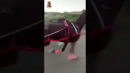 Corse clandestine a Camporotondo messe sui social, denunce e sequestri