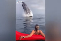 La balena spunta dal nulla: spettacolo!