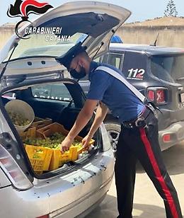 Comincia la stagione dell'uva da tavola rubata, due arresti a Mazzarrone