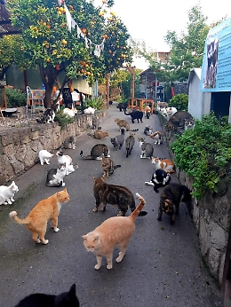 Lipari, isola (felice) dei gatti abbandonati