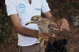Esemplare di Occhione liberato a "Grotta Monello"