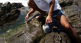 Aci Castello, sospetta proliferazione di alga tossica: in corso i test dell'Arpa