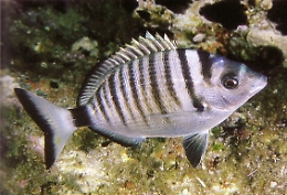 Per i saraghi di gomma confermata relazione con specie aliene