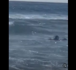 Cani bagnino riportano a  riva ragazza di 15 anni. Il video del salvataggio