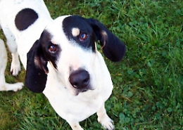 Poliziotti fermano treno per salvare un cane