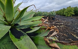 Cenere, Coldiretti: «Indispensabili norme e aiuti per la comunità etnea»
