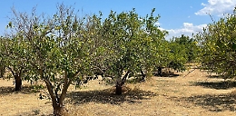 La penuria d'acqua nella Piana di Catania: Regione in soccorso, ma c'è poca disponibilità irrigua