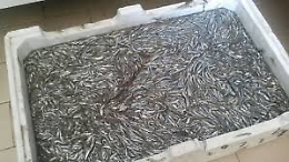 La Gdf sequestra 48 kg di “neonato” davanti al mercato ittico di Aci Trezza