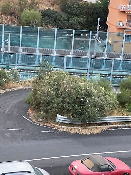 "In tutto il mondo il verde aumenta, a Catania scompare"