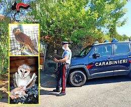 Catturava e teneva in casa uccelli di specie protetta: denunciato