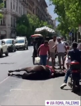 Cavallo stramazza a terra  per il caldo a Palermo