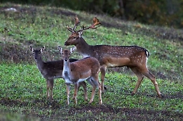 Regione Siciliana, approvato piano gestione del daino