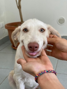 Hola è stata adottata