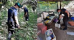 Motta Sant'Anastasia: nell'agrumeto custodiva una maxi piantagione di marijuana: arrestato 27enne