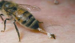 Punto da una vespa va in shock anafilattico: salvato