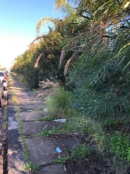 Rifiuti e vegetazione nell'ex 16 strada della zona industriale di Catania