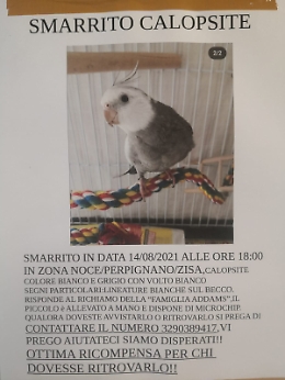 Famiglia cerca disperatamente Rio, calopsite smarrito a Palermo