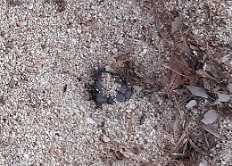 Schiusa di tartarughe marine a Lampedusa: nate già 20 testuggini