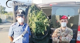 Fiumefreddo, vivaista coltivava anche piante di marijuana: arrestato