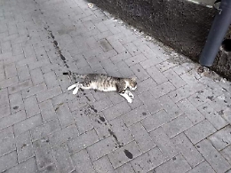 Adrano: gatti avvelenati nel centro storico