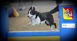 Regione, nel caos dei fondi Ue rispunta l'area agility per cani: tutti i progetti (ma è già scontro)