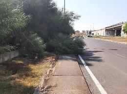 Catania, Viale Nitta: albero caduto ingombra marciapiede e carreggiata