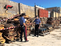 Rubano 92 quintali sughero in un'area protetta: 8 indagati